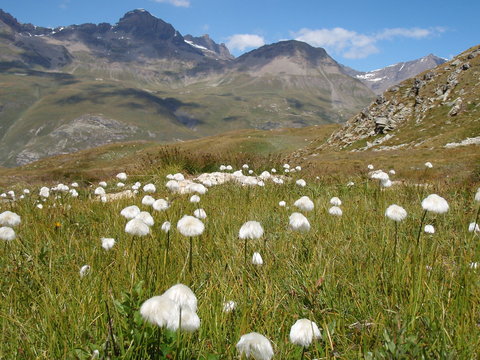 Minous des champs