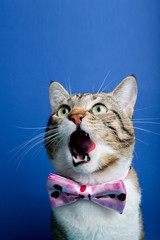 Surprised Cat looking up  with a ribbon,bow sitting and looking up isolated on blue background.