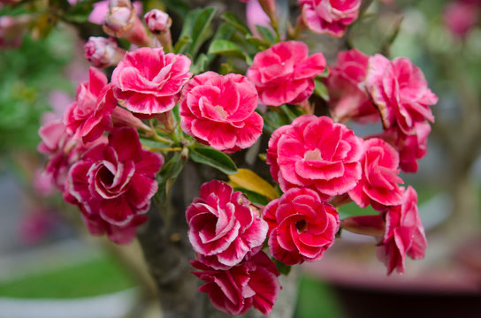 Beautifull adenium obesum flowers. It's called as sabi star, kud