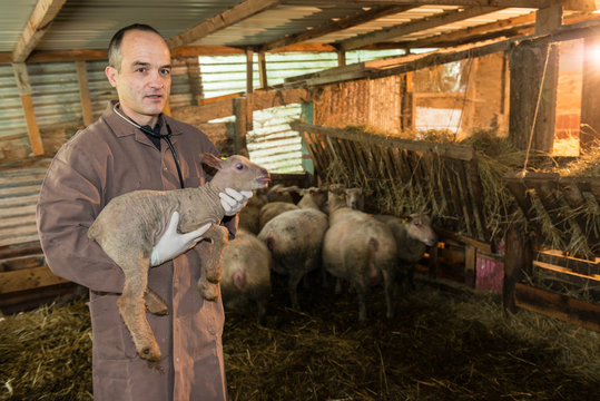 Le vétérinaire ausculte une bergerie, qui est un enclo d'élévage d'ovins. Le mouton est herbivore, La brebis a mis au monde un agneau dans la nuit.
