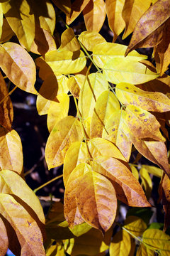 Leaves turning a golden yellow in the  Autumn fall