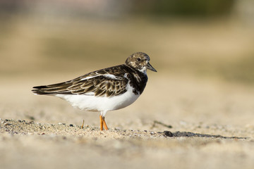 Meerstrandläufer (Calidris maritima) auf den Kapverden