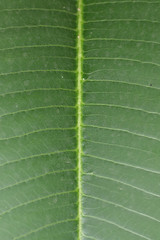 pattern on the leaves