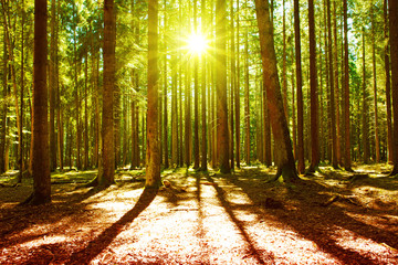 Obraz premium Sunlight in the green forest.