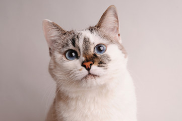 White cat with blue eyes