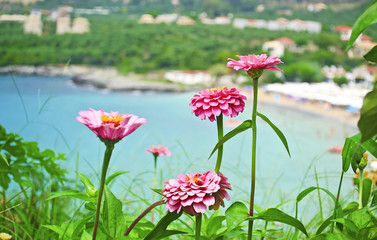 pink flowers in front of the Stoupa beach in Peloponnese Greece