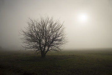 Obraz na płótnie Canvas Lonely in the fog