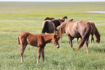 Одичавшие лошади в Ростовском заповеднике в Ростовской области