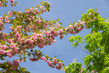 Flores de Cerezo Japones -  Rama con flores de árbol Prunus serrulata. Cerezo japonés en primavera, al lado de ramas  de castaño