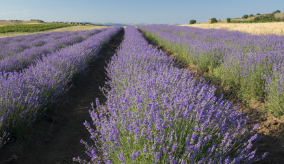 Naklejka na ściany i meble Rows of lavender