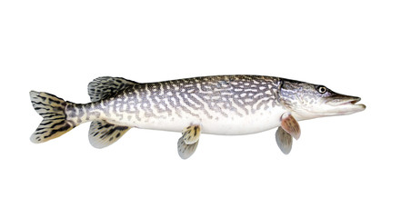 Obraz premium Northern Pike Isolated