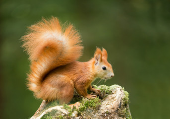 European red squirrel on the mossy stump, clean green background, Czech republic, Europe