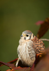 American kestrel sitting on tree with autumn leaves, clean background, Czech Republic, Europe