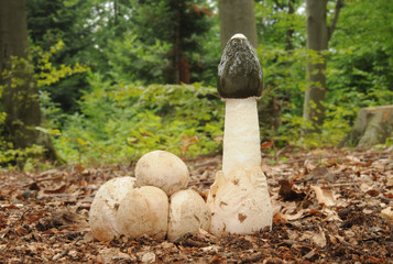 Phallus impudicus, known colloquially as the common stinkhorn