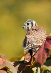 American kestrel sitting on tree among colorful leaves, clean background, Czech Republic, Europe