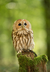 Strix sitting on mossy stump with green background, Czech Republic, Europe