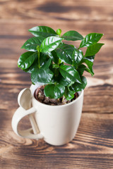 Coffee plant seedlings in a mug