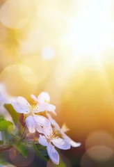 Photo sur Plexiglas Printemps fleurs de printemps d& 39 art sur le fond de ciel