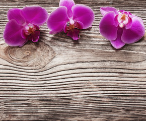 Pink orchid flowers on a wooden background