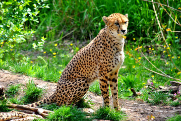 Cheetah Latin name Acinonyx jubatus