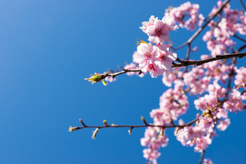 青空に咲く寒桜