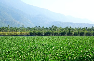 Fototapeta na wymiar Large Field with Taro Plants