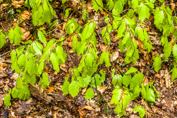 Young leaves at spring on branches of beech tree in the forest