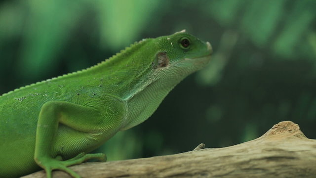 A small green lizard. Iguana closeup.