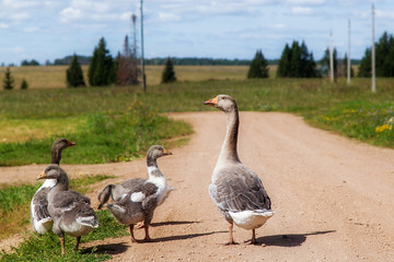 the herd of geese