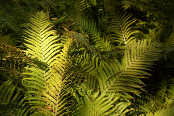 group of ferns