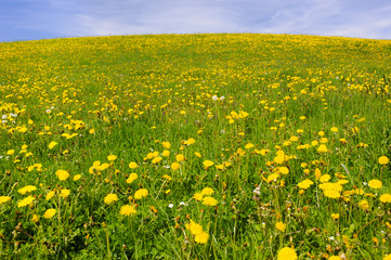 Fototapeta premium Frühlingswiese mit Blumen in Bayern im Allgäu