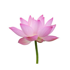 blooming lotus flower