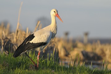 A beautiful white stork - Ciconia ciconia Linnaeus