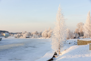 birch on the waterfront in winter