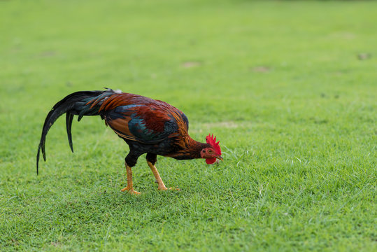 Asian cock walking on green grass