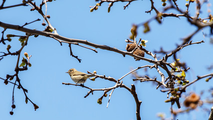 bird on a branch