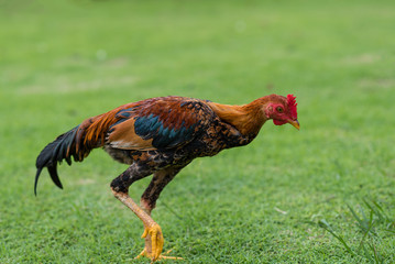 Asian cock walking on green grass