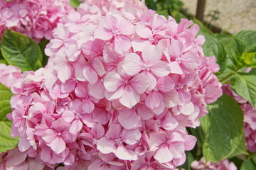 close up pink hortensia