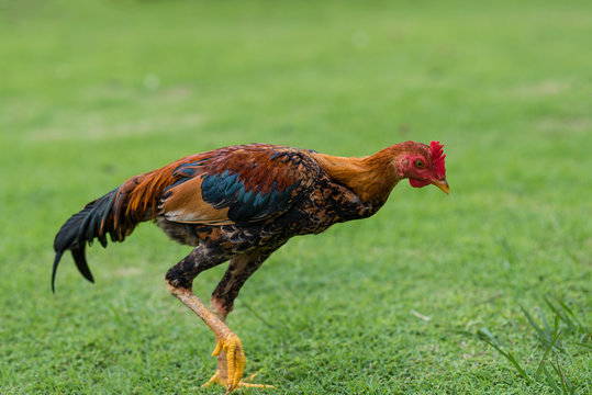 Asian cock walking on green grass