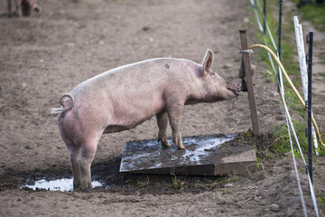Pig drinking from a water fountain