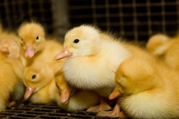 Little ducklings at the farm