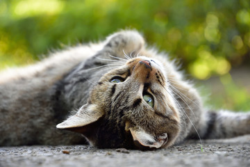 猫の甘える表情