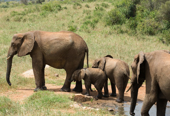 Naklejka na ściany i meble Elephants family near water hole in Kenia