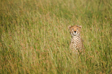 Cheetah on african savannah