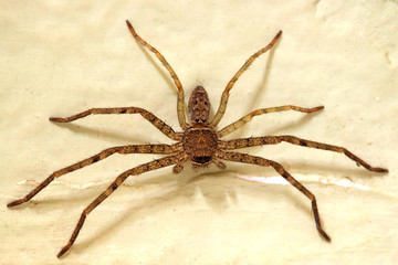 spider on wall  color effect