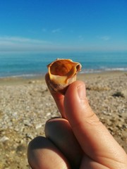 Can you hear the sound of the sea?