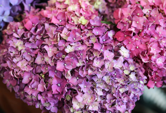 Bouquet of colorful hydrangea flowers