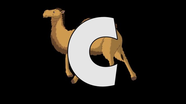 Letter C and Camel (background)
Animated animal alphabet. HD footage with alpha channel. Animal in a background of letter