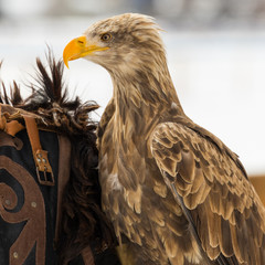 giovane aquila Americana con falconiere