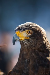 Falco